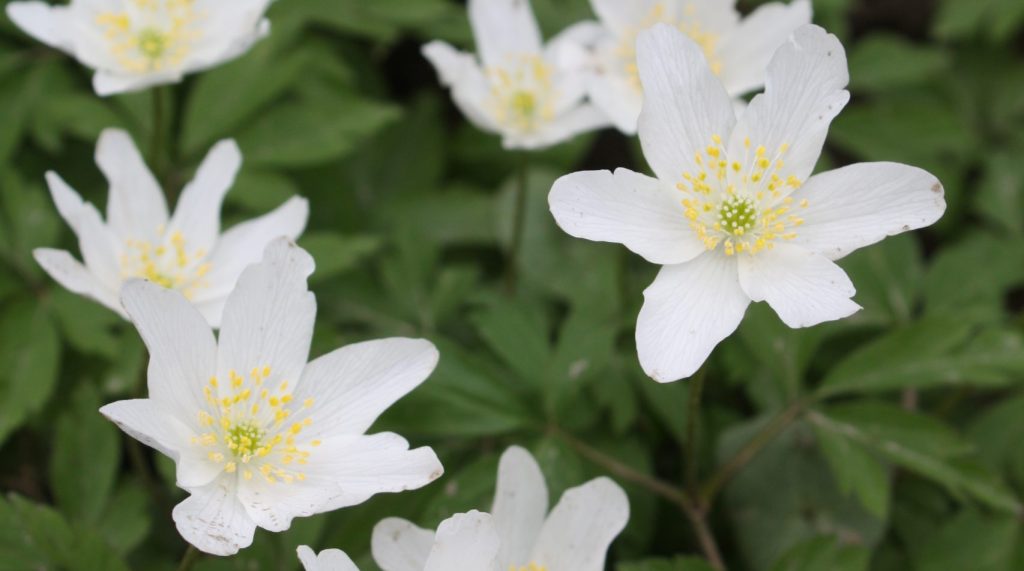 Anemone nemororsa igor_borsic (2)