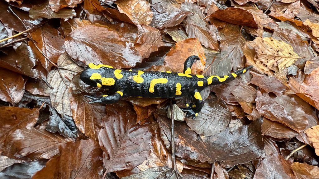 Branimir_Pavlinec_Salamandra_salamandra