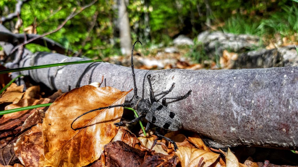 Zlatko Marasović_Morimus