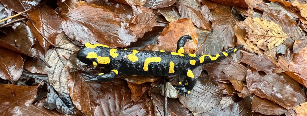 Upute za korištenje BioAtlasa i BioCollecta su online!